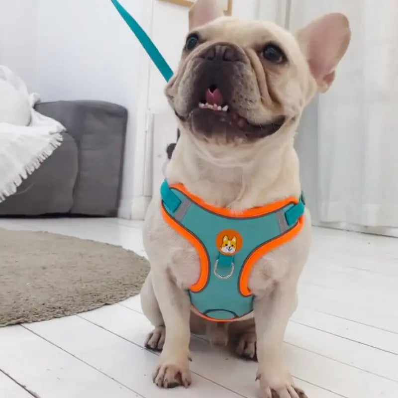 Reflective Dog Harness and Leash Set for Small & Medium Dogs