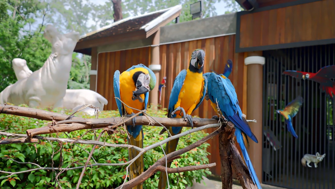 Bird
