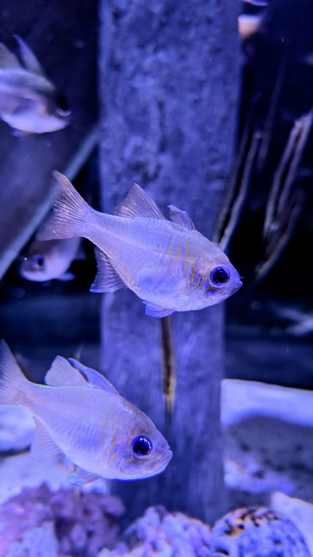 Fish